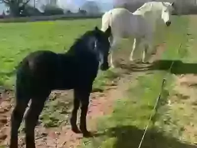 Foal Watch - 2025